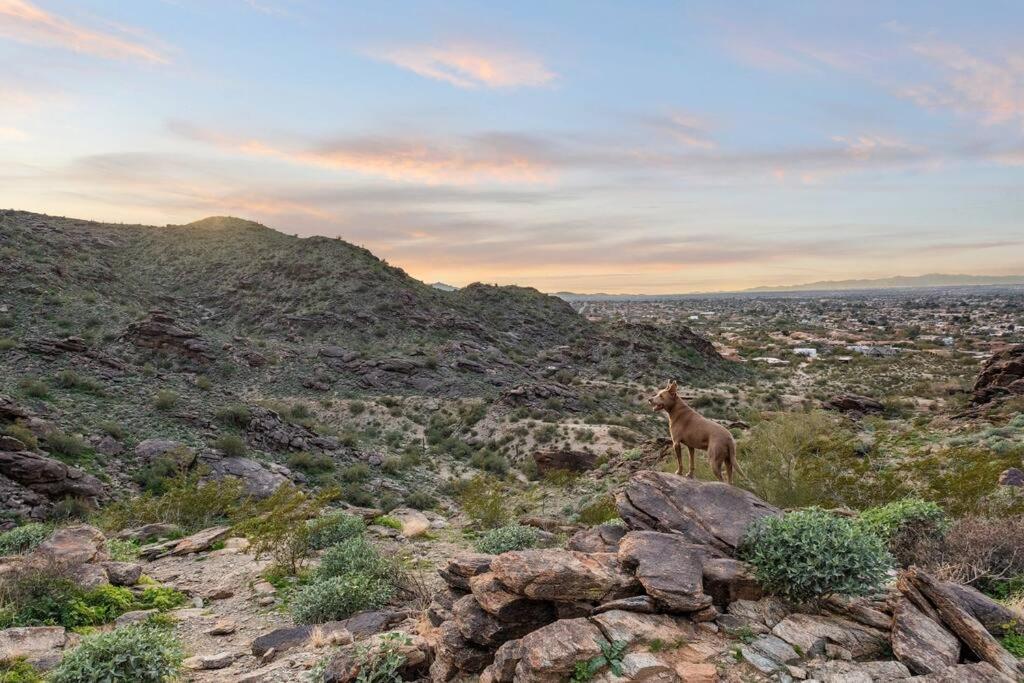 The Hummingbird House, Sauna & Mountain Views! Phoenix Luaran gambar